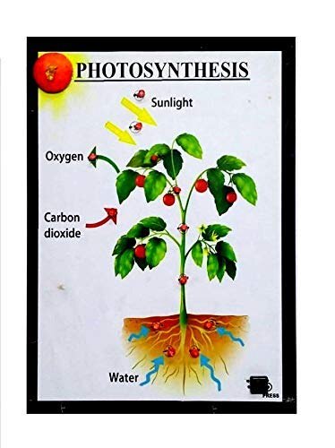 Bp 14 Photosynthesis With Lights Biology Project Model Biology Models Melodys Hobby Centre Janakpuri District Centre Delhi Bp 14 Photosynthesis With Lights Biology Project Model Biology Models Melodys Hobby Centre Janakpuri District Centre Delhi